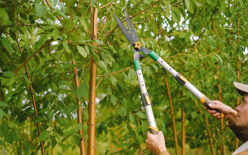 Tree trimming in Johnson City, NY